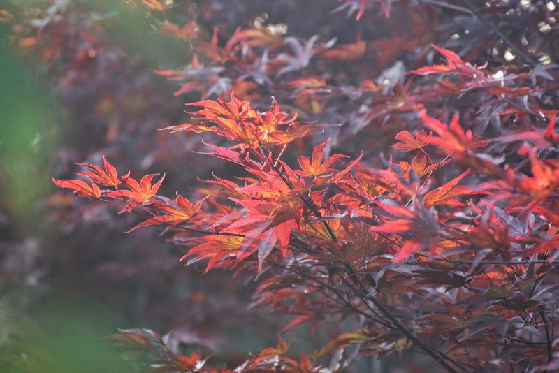 - Acer palmatum 'Fireglow' Japanese Maple - Mr Maple │ Buy Japanese Maple Trees