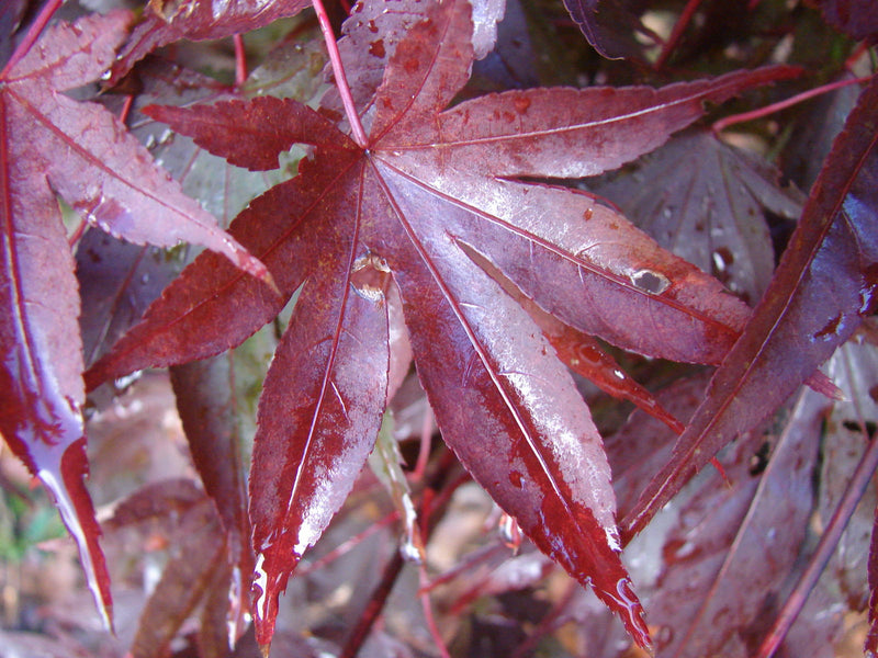 - Acer palmatum 'Fireglow' Japanese Maple - Mr Maple │ Buy Japanese Maple Trees
