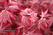 - Acer palmatum 'Fireglow' Japanese Maple - Mr Maple │ Buy Japanese Maple Trees
