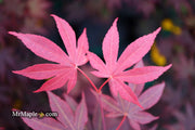 - Acer palmatum 'Fireglow' Japanese Maple - Mr Maple │ Buy Japanese Maple Trees