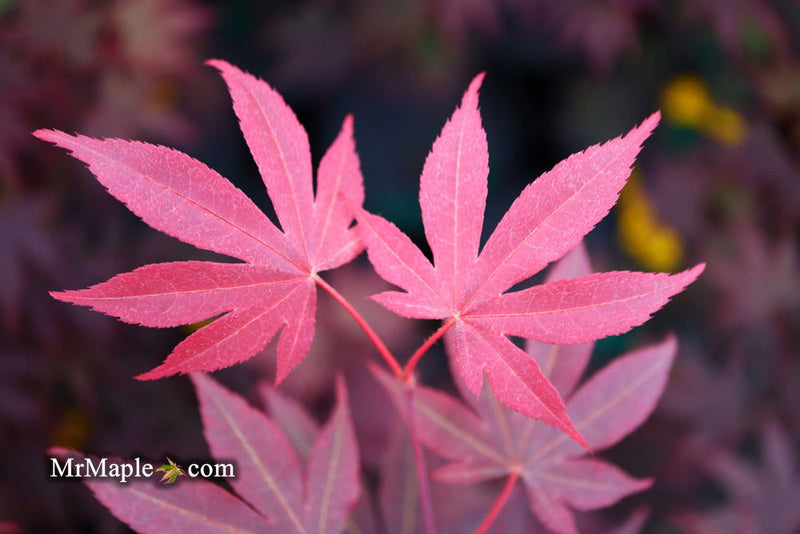 - Acer palmatum 'Fireglow' Japanese Maple - Mr Maple │ Buy Japanese Maple Trees