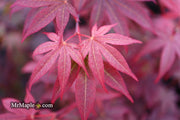 - Acer palmatum 'Fireglow' Japanese Maple - Mr Maple │ Buy Japanese Maple Trees