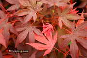 - Acer palmatum 'Fireglow' Japanese Maple - Mr Maple │ Buy Japanese Maple Trees