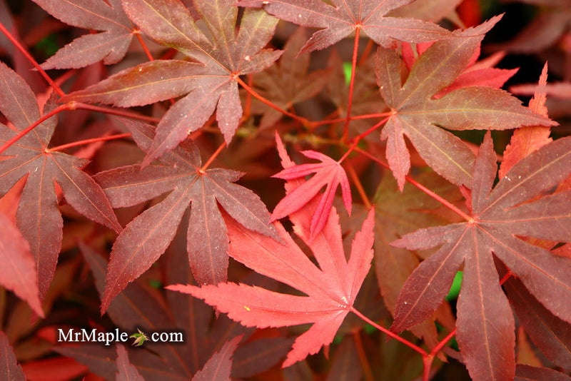 - Acer palmatum 'Fireglow' Japanese Maple - Mr Maple │ Buy Japanese Maple Trees