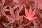 - Acer palmatum 'Fireglow' Japanese Maple - Mr Maple │ Buy Japanese Maple Trees