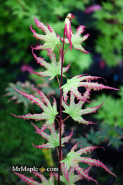 - Acer palmatum 'First Ghost' Japanese Maple - Mr Maple │ Buy Japanese Maple Trees
