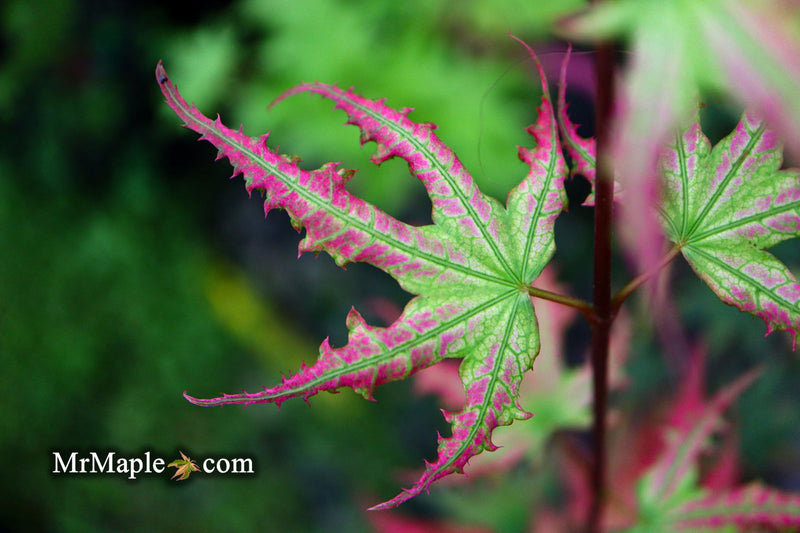 - Acer palmatum 'First Ghost' Japanese Maple - Mr Maple │ Buy Japanese Maple Trees