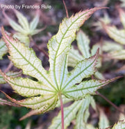 - Acer palmatum 'First Ghost' Japanese Maple - Mr Maple │ Buy Japanese Maple Trees
