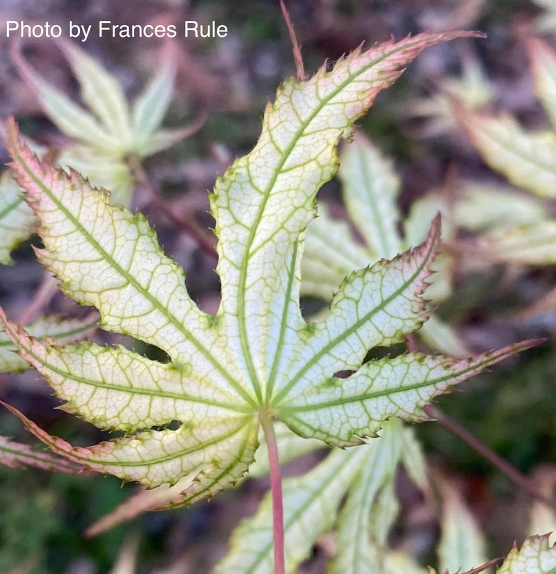 - Acer palmatum 'First Ghost' Japanese Maple - Mr Maple │ Buy Japanese Maple Trees