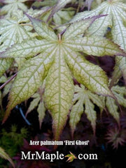 - Acer palmatum 'First Ghost' Japanese Maple - Mr Maple │ Buy Japanese Maple Trees