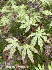 - Acer palmatum 'First Ghost' Japanese Maple - Mr Maple │ Buy Japanese Maple Trees
