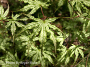 - Acer palmatum 'First Ghost' Japanese Maple - Mr Maple │ Buy Japanese Maple Trees