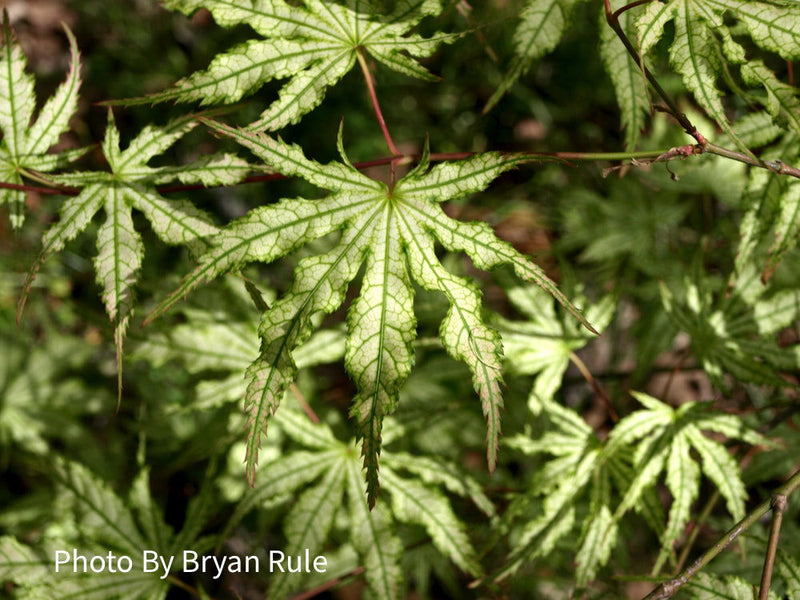 - Acer palmatum 'First Ghost' Japanese Maple - Mr Maple │ Buy Japanese Maple Trees