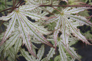 - Acer palmatum 'First Ghost' Japanese Maple - Mr Maple │ Buy Japanese Maple Trees