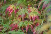 - Acer palmatum 'First Ghost' Japanese Maple - Mr Maple │ Buy Japanese Maple Trees
