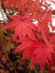 - Acer palmatum 'First Ghost' Japanese Maple - Mr Maple │ Buy Japanese Maple Trees