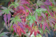 - Acer palmatum 'First Ghost' Japanese Maple - Mr Maple │ Buy Japanese Maple Trees
