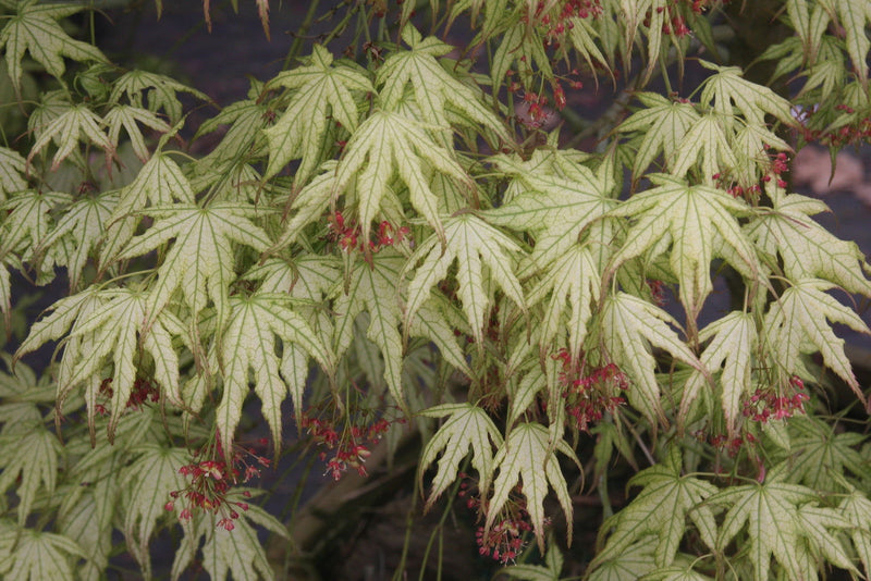 - Acer palmatum 'First Ghost' Japanese Maple - Mr Maple │ Buy Japanese Maple Trees