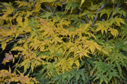 - Acer palmatum 'First Ghost' Japanese Maple - Mr Maple │ Buy Japanese Maple Trees