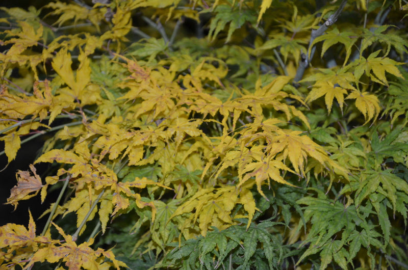 - Acer palmatum 'First Ghost' Japanese Maple - Mr Maple │ Buy Japanese Maple Trees