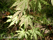 - Acer palmatum 'First Ghost' Japanese Maple - Mr Maple │ Buy Japanese Maple Trees