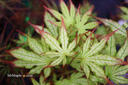- Acer palmatum 'First Ghost' Japanese Maple - Mr Maple │ Buy Japanese Maple Trees