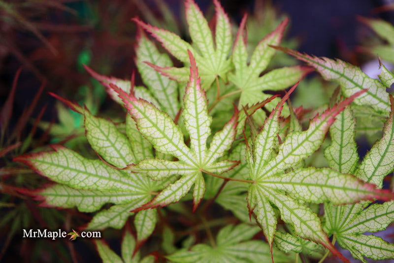 - Acer palmatum 'First Ghost' Japanese Maple - Mr Maple │ Buy Japanese Maple Trees