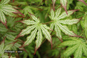 - Acer palmatum 'First Ghost' Japanese Maple - Mr Maple │ Buy Japanese Maple Trees