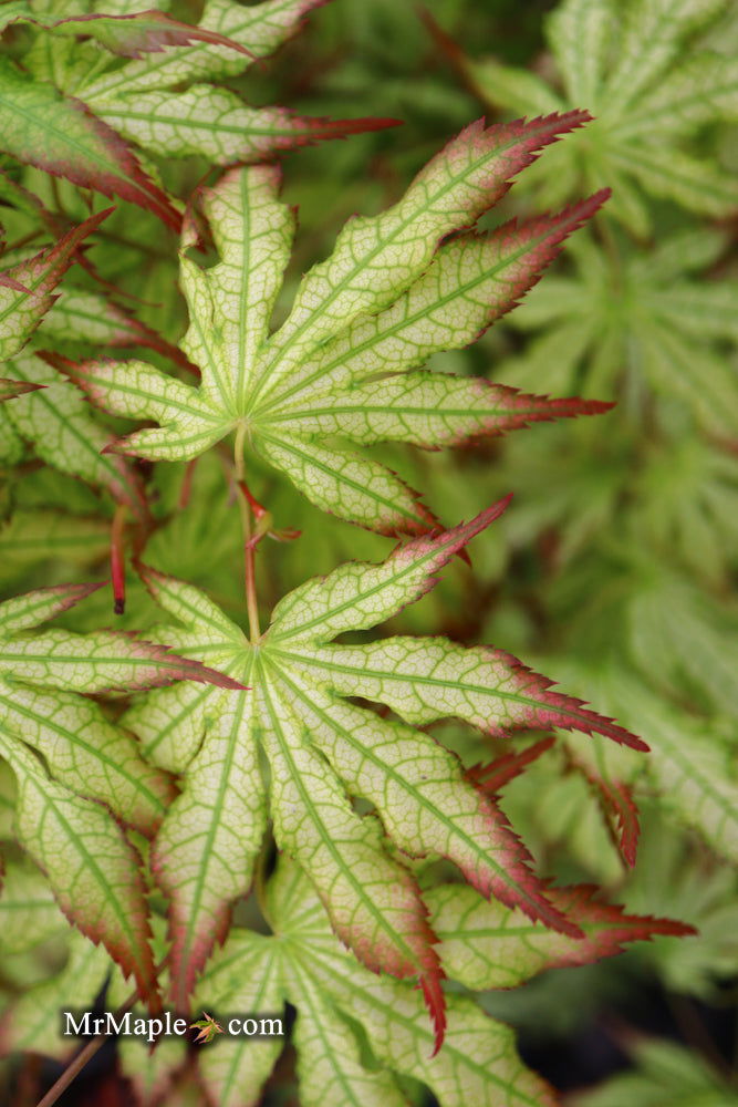 - Acer palmatum 'First Ghost' Japanese Maple - Mr Maple │ Buy Japanese Maple Trees