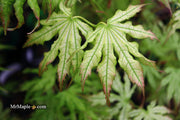 - Acer palmatum 'First Ghost' Japanese Maple - Mr Maple │ Buy Japanese Maple Trees