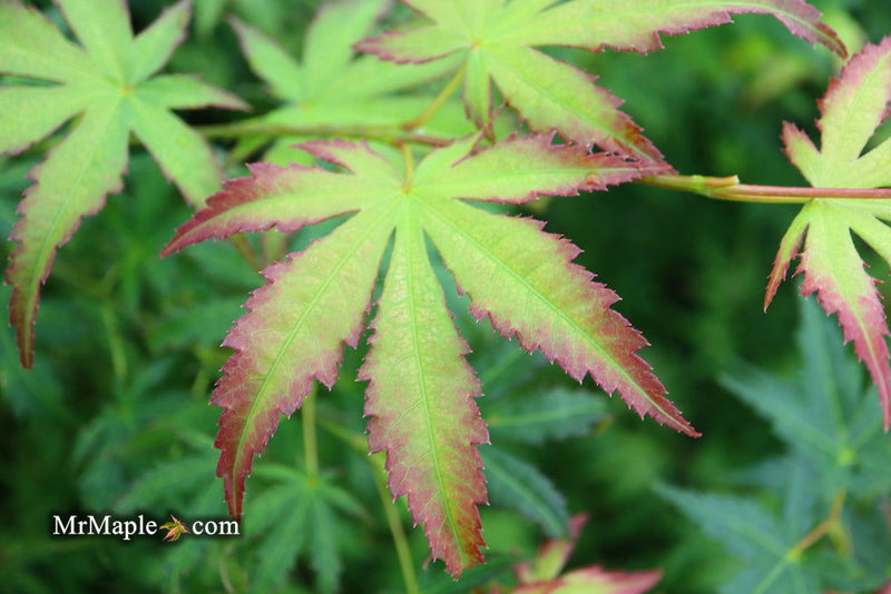 - Acer palmatum 'First Ghost' Japanese Maple - Mr Maple │ Buy Japanese Maple Trees