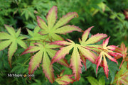 - Acer palmatum 'First Ghost' Japanese Maple - Mr Maple │ Buy Japanese Maple Trees