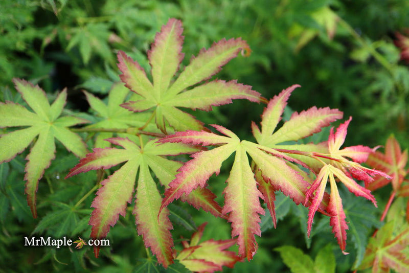 - Acer palmatum 'First Ghost' Japanese Maple - Mr Maple │ Buy Japanese Maple Trees