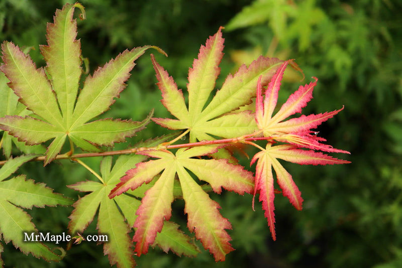 - Acer palmatum 'First Ghost' Japanese Maple - Mr Maple │ Buy Japanese Maple Trees