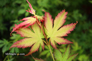 - Acer palmatum 'First Ghost' Japanese Maple - Mr Maple │ Buy Japanese Maple Trees