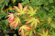 - Acer palmatum 'First Ghost' Japanese Maple - Mr Maple │ Buy Japanese Maple Trees