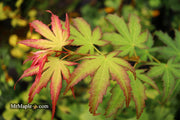 - Acer palmatum 'First Ghost' Japanese Maple - Mr Maple │ Buy Japanese Maple Trees