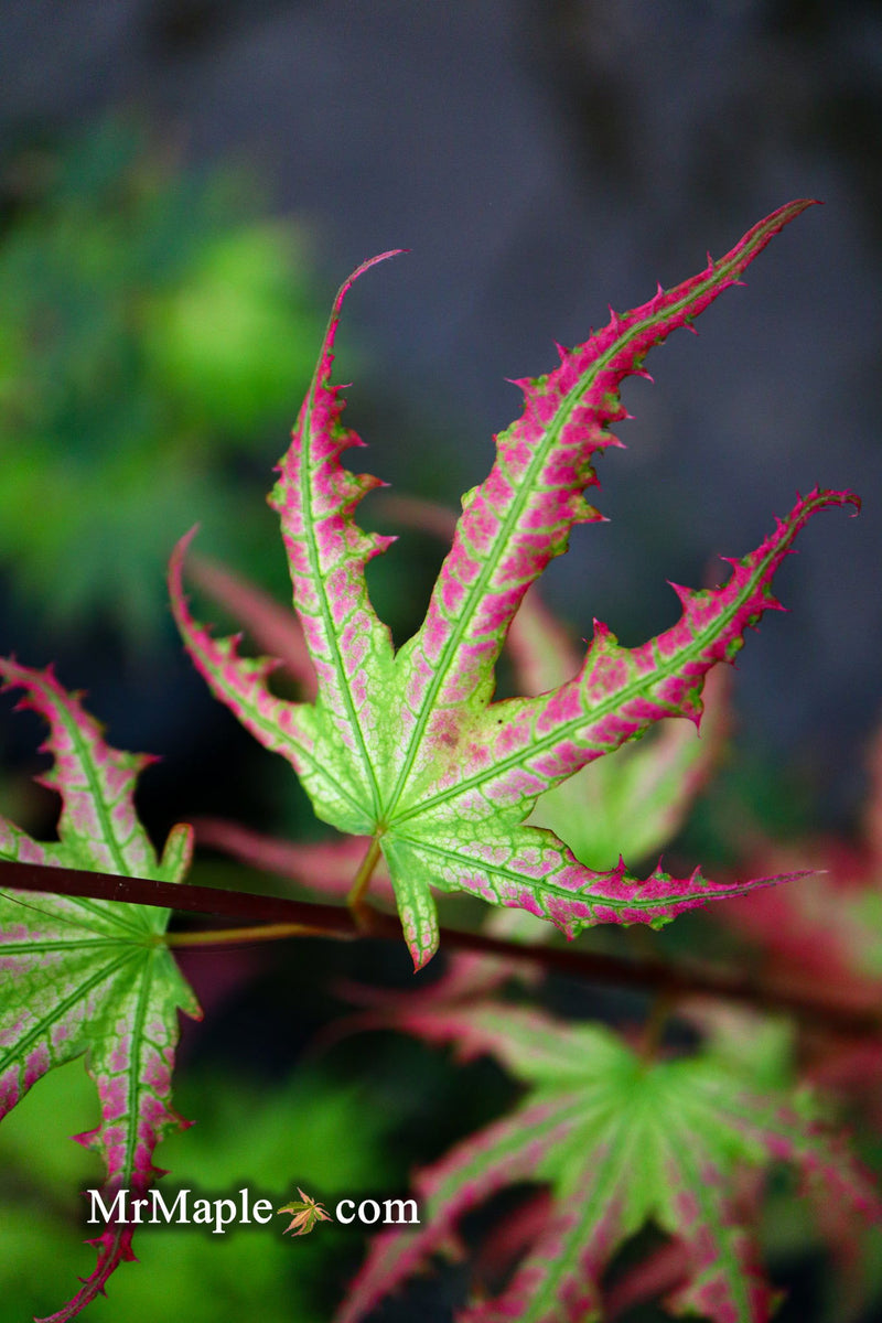 - Acer palmatum 'First Ghost' Japanese Maple - Mr Maple │ Buy Japanese Maple Trees
