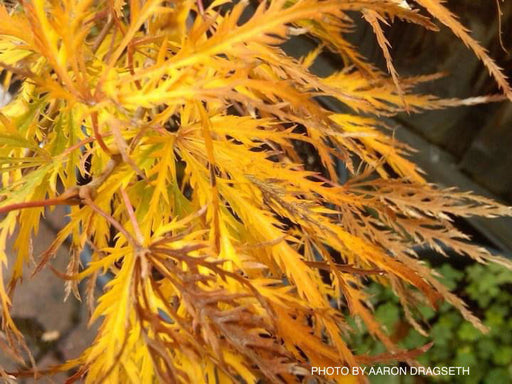 - Acer palmatum 'Flavescens’ Weeping Japanese Maple - Mr Maple │ Buy Japanese Maple Trees