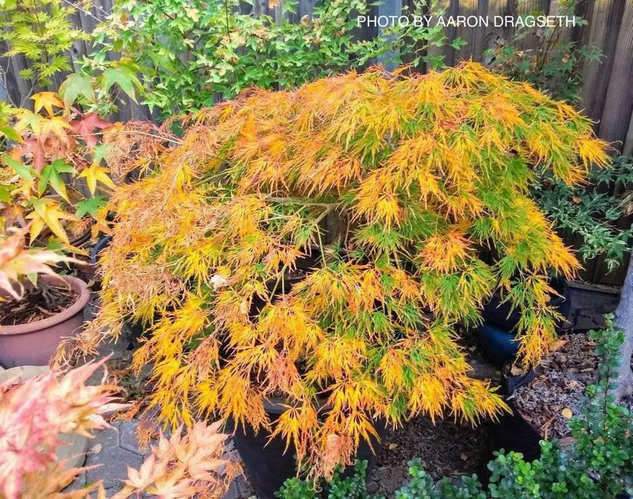 - Acer palmatum 'Flavescens’ Weeping Japanese Maple - Mr Maple │ Buy Japanese Maple Trees