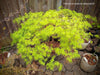 - Acer palmatum 'Flavescens’ Weeping Japanese Maple - Mr Maple │ Buy Japanese Maple Trees