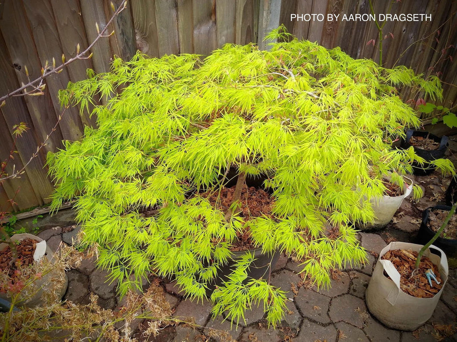 - Acer palmatum 'Flavescens’ Weeping Japanese Maple - Mr Maple │ Buy Japanese Maple Trees