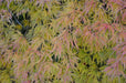 - Acer palmatum 'Flavescens’ Weeping Japanese Maple - Mr Maple │ Buy Japanese Maple Trees