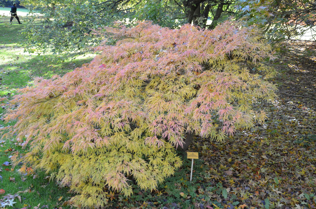 - Acer palmatum 'Flavescens’ Weeping Japanese Maple - Mr Maple │ Buy Japanese Maple Trees