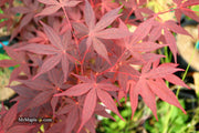 - Acer palmatum 'Flushing' Japanese Maple - Mr Maple │ Buy Japanese Maple Trees