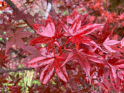 - Acer palmatum 'Flushing' Japanese Maple - Mr Maple │ Buy Japanese Maple Trees