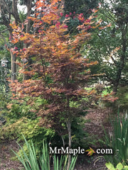 - Acer palmatum 'Flushing' Japanese Maple - Mr Maple │ Buy Japanese Maple Trees