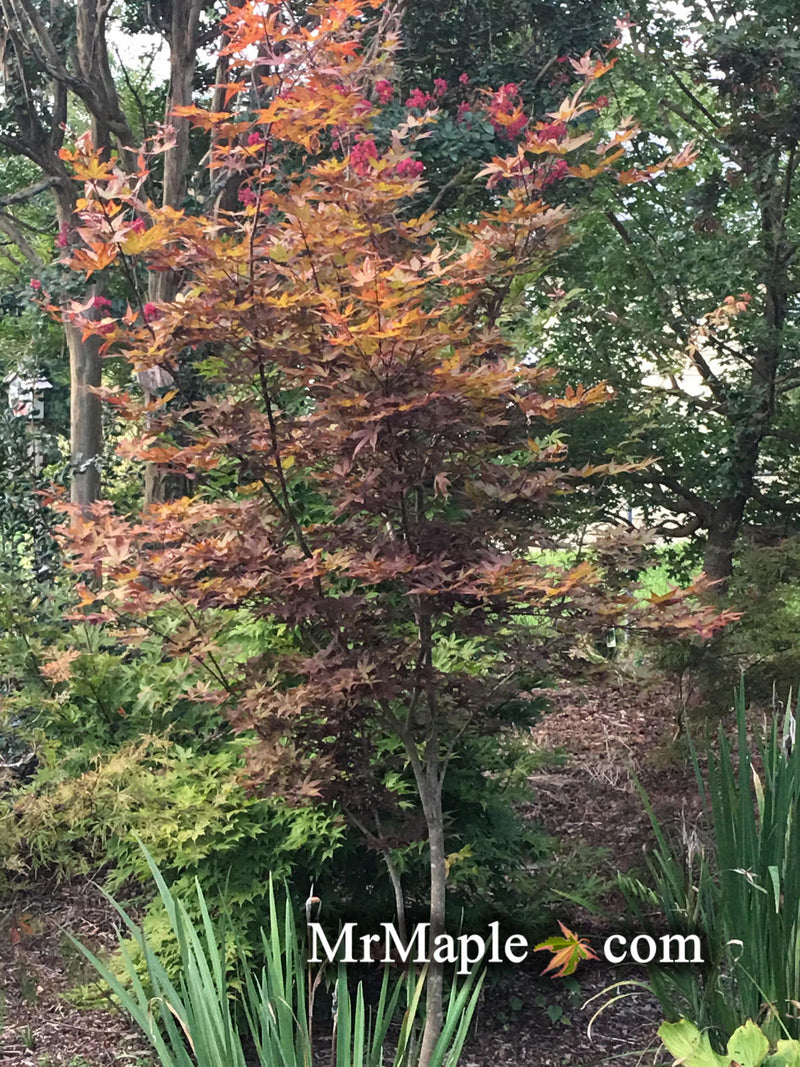 - Acer palmatum 'Flushing' Japanese Maple - Mr Maple │ Buy Japanese Maple Trees