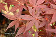 - Acer palmatum 'Flushing' Japanese Maple - Mr Maple │ Buy Japanese Maple Trees