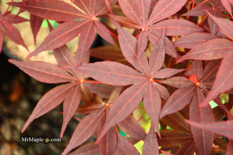 - Acer palmatum 'Flushing' Japanese Maple - Mr Maple │ Buy Japanese Maple Trees